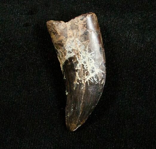 Inch Nanotyrannus Tooth From Montana #3145